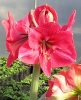 Amaryllis Jumbo Potted Kit - Brazza